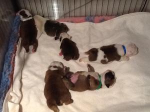 Pups at 1 week old.