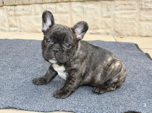 Brindle Boy