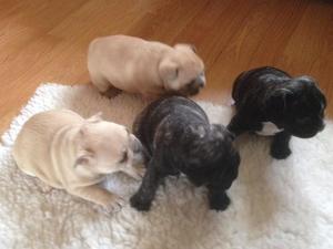 4 weeks old.