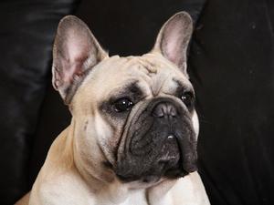 Sire to pups