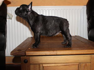 Brindle Girl Available