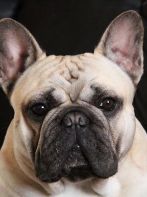 Sire of pups