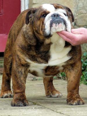 Sire of Pups