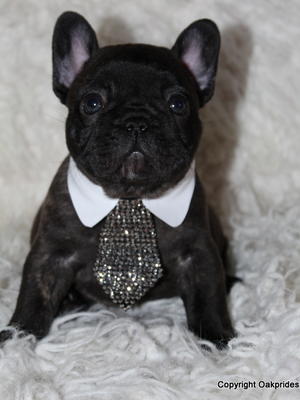 Brindle boy