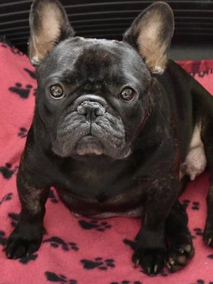 Frabulls Lady Penelope Oakprides