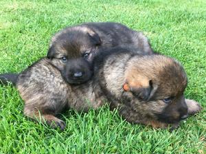 Puppies