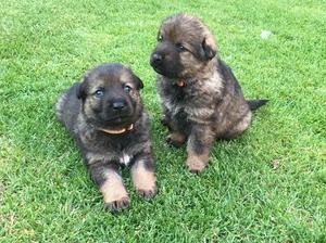 Puppies