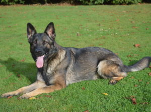 Westmids Lexi