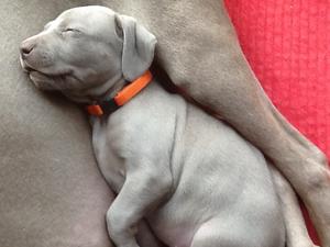 Little boy having snoozy cuddles age four weeks