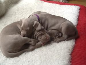 Five weeks old