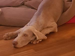 favourite sleeping position, flopped out of bed