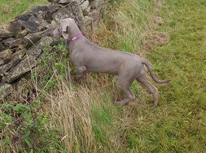 Floren on point to pheasant aged 16 weeks