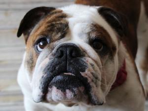 Abifinstar Calamity Jane