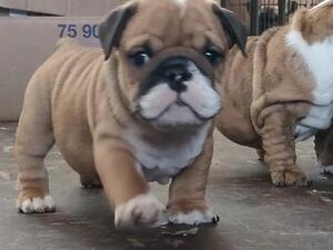 Red and white breed standard boy - Available