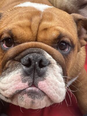 Red and white breed standard boy available