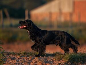 Angus