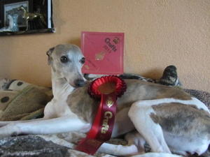 Peanut having won her class at CRUFTS 2013