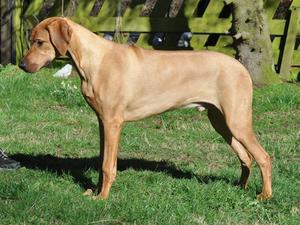 Full brother to litter at 6 months