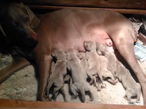 Mother & puppies content