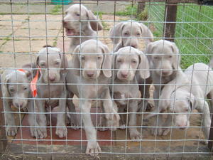 Previous litter of puppies