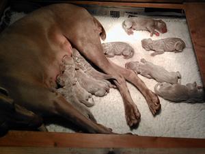 Puppies relaxing at a few days old