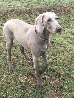 Sleet - listening, ready for action