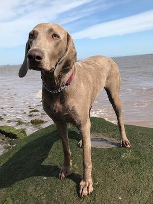 Sleet - drying off after a swim