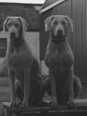 Breeze & Torr