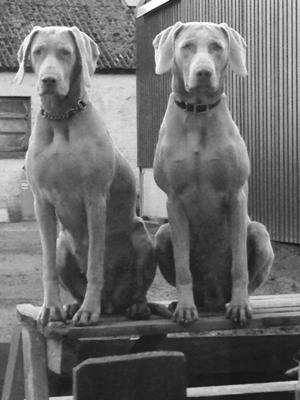 Breeze & Torr