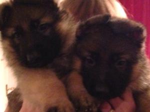 1 Sable girl unexpectedly re-available