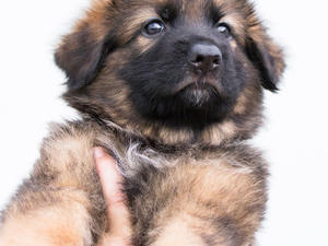 Longcoat sable boy