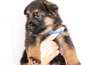 One Male remaining from this litter