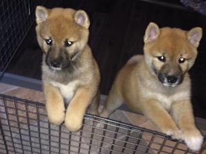 Red Boy and Red Girl
