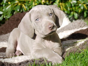 Puppies 3 weeks old