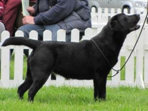 11 months old winning PB at LRC ch sh