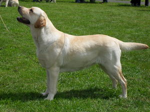 Ludalor Hello Dolly