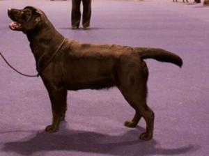 ANNA at a show as a puppy
