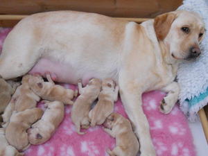 Dolly and babies 2 days old