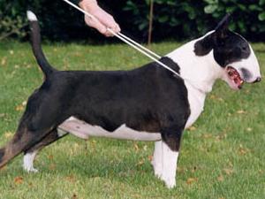 Champion Javarke Jack Flash