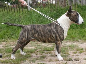 Champion Silver Bullet At Javarke