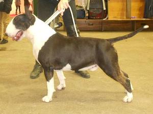 Champion Jerjes Bull De Cabanas At Javarke