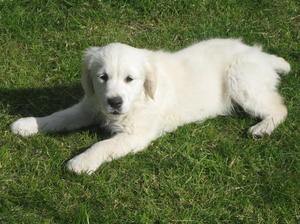 Toffee as a puppy