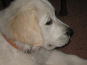 Toffee as a puppy