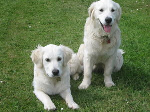 Toffee and Darcey our girls