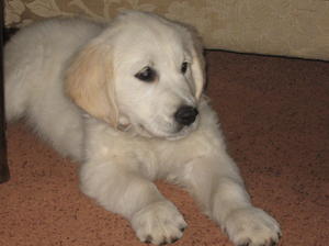 Toffee 12weeks