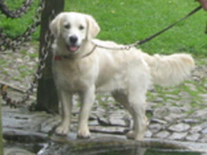 Toffee