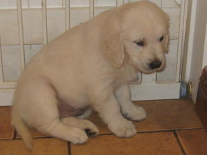 Darcey at 8 weeks