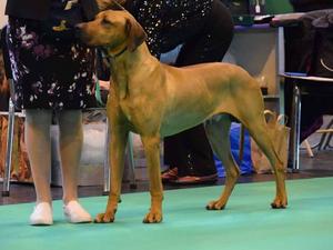Sabo at crufts (Dad)