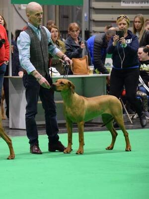 Este winning at Crufts