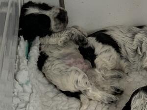 At 4 weeks old, chilling